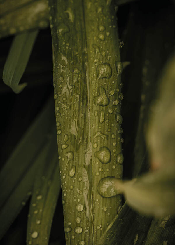 Botanik Green raindrops