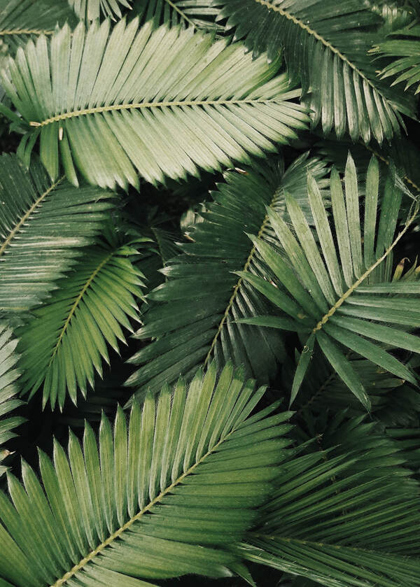 Botanik Palms Pattern